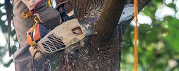 Best Hazardous Tree Removal  in Cordova, AL