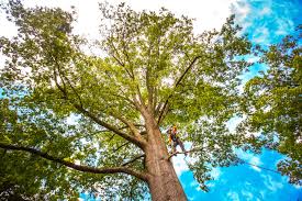 Best Lawn Maintenance Plans  in Cordova, AL