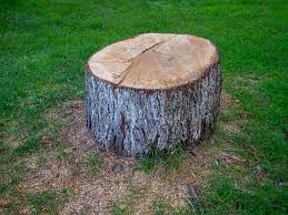 Best Fruit Tree Pruning  in Cordova, AL