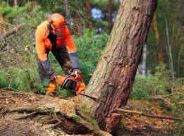 Best Emergency Tree Removal  in Cordova, AL
