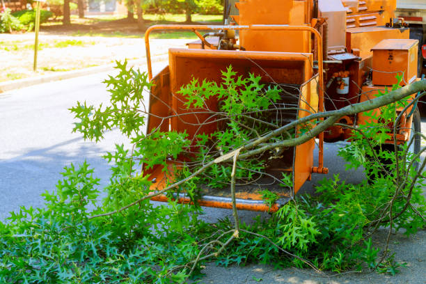 Best Leaf Removal  in Cordova, AL