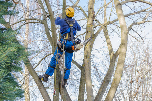 Best Root Management and Removal  in Cordova, AL