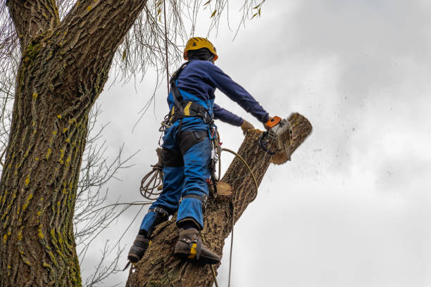 How Our Tree Care Process Works  in  Cordova, AL