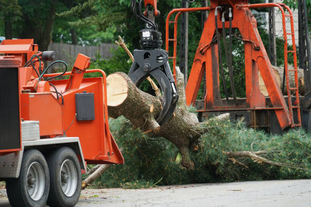 Best Tree Health Inspection  in Cordova, AL