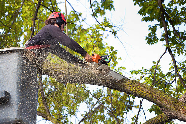 Best Firewood Processing and Delivery  in Cordova, AL