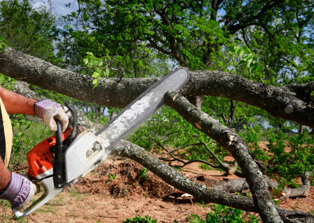 Best Lawn Renovation and Restoration  in Cordova, AL