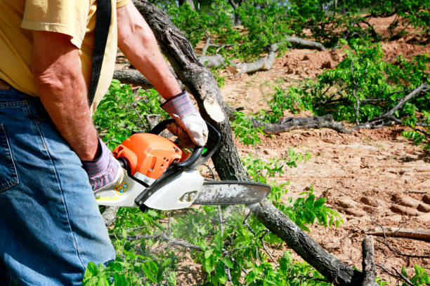 Best Lawn Grading and Leveling  in Cordova, AL